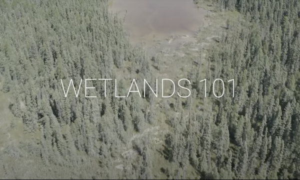 wetlands 101