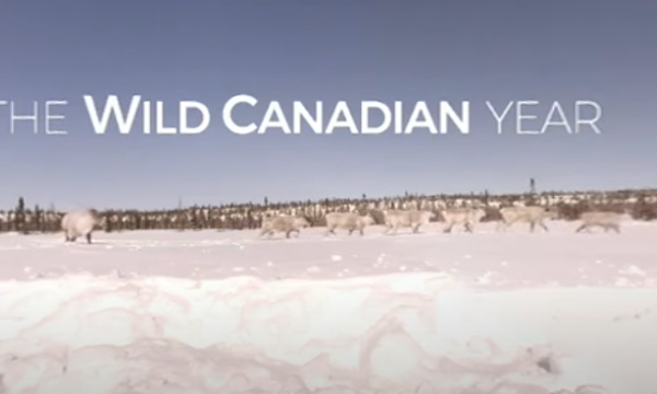 Text 'Wild Canadian Year' written over photo of caribou in the snowy tundra