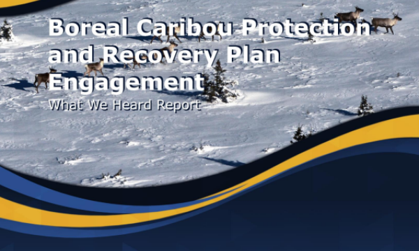Boreal Caribou Protection and Recovery Plan Engagement - What We Heard Report Report Cover