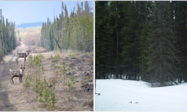 Caribou and wolf on seismic lines