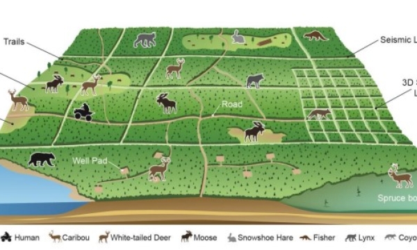 Anthropogenic features are expected to affect the suite of mammal species in the northeast boreal forest