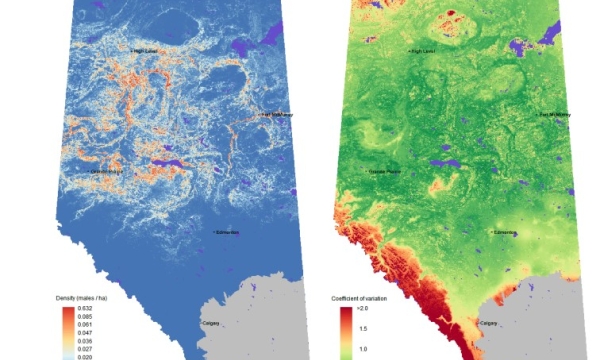 Canada warbler density