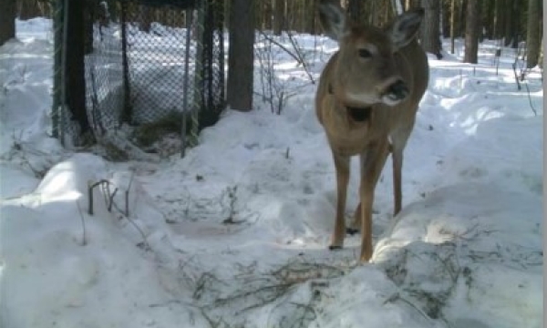 Deer photo from camera trap