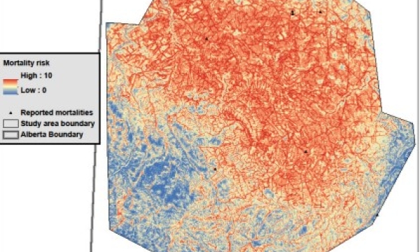 Grizzly bear mortality risk