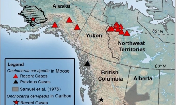 Parasites in moose and caribou
