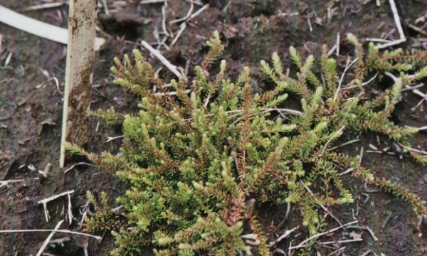 Vegetative clump containing Empetrum set out at Squinces Bog, Bickerton West, Nova Scotia
