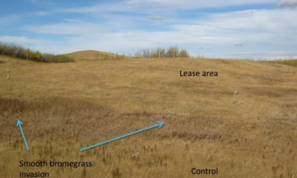 Reclaimed grassland wellsite