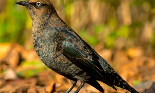 Rusty Blackbird