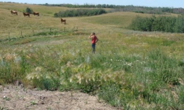 Seeded grassland wellsite