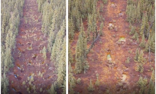 Seismic lines in bogs