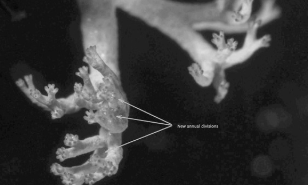 Transplanted lichen with new branches