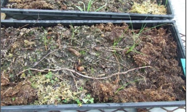 Vegetation emergence from live peat