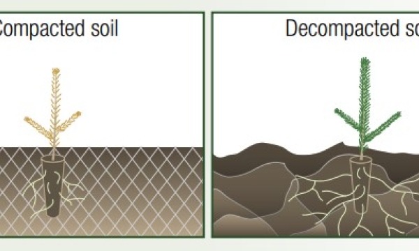 Diagram of compacted vs. decompacted soil