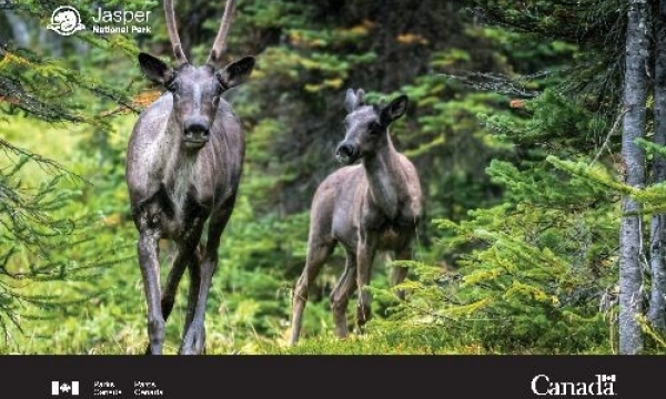 Two caribou in a forest. The Parks Canada logo is present on the image.