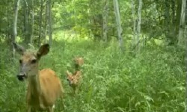Camera trap deer