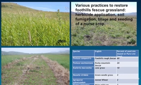 Woosaree - foothills fescue reclamation