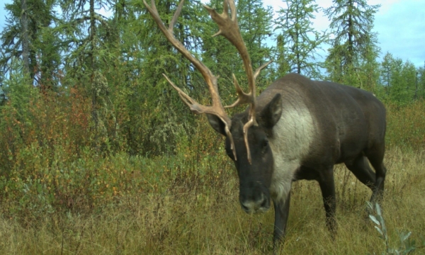 Caribou in Alberta