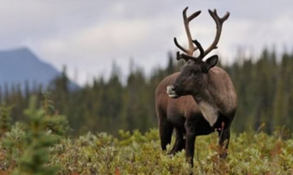 Caribou
