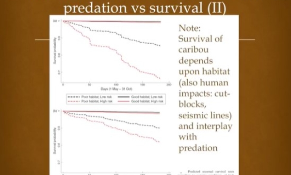 Caribou survival factors