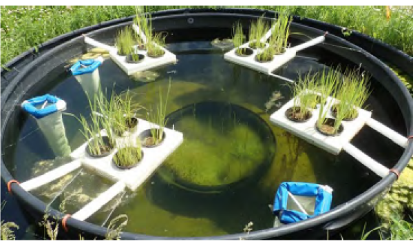 Aquatic Mesocosm