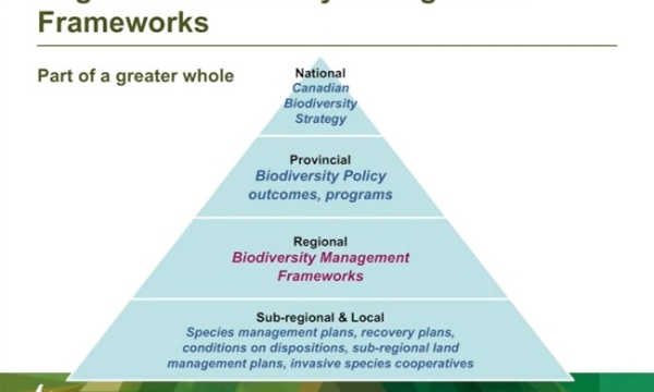 White - Biodiversity frameworks