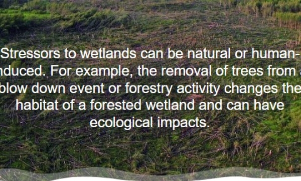 ABMI Wetland Atlas