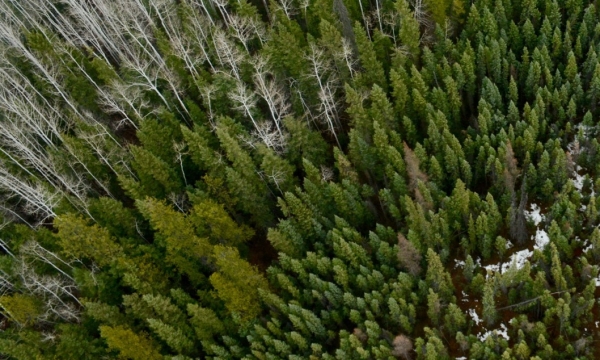 Aerial view of forest