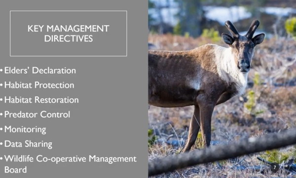 ACFN MCFN Caribou Management Plan