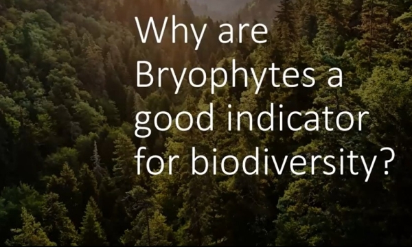 Bryophytes as biodiversity indicators