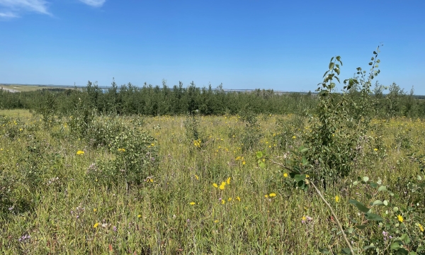 Year 5 native vegetation establishment
