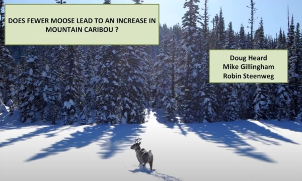 carib moose prev.JPG