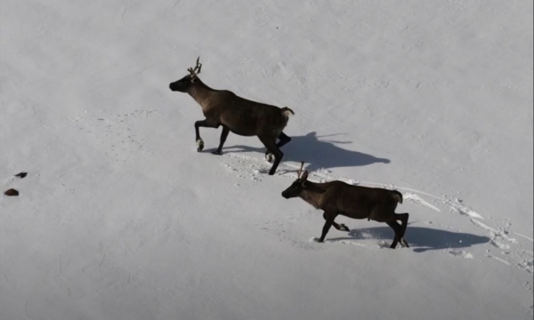 caribou consglobe preview.JPG