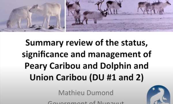 caribpearydolp dumond preview.JPG