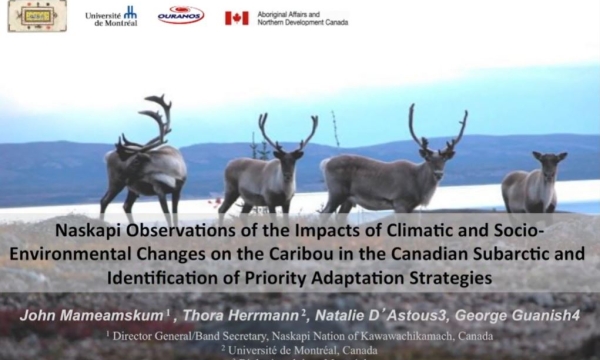 mameamskum carib preview