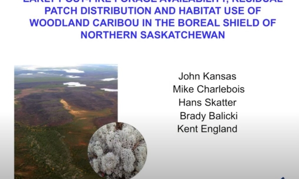 post-fire carib prev.JPG