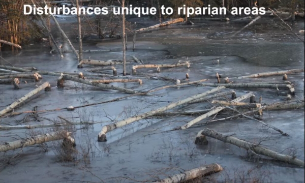 ripwater disturbance.JPG