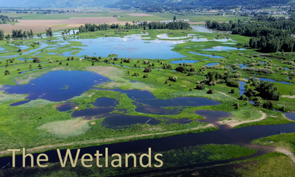 The Wetlands