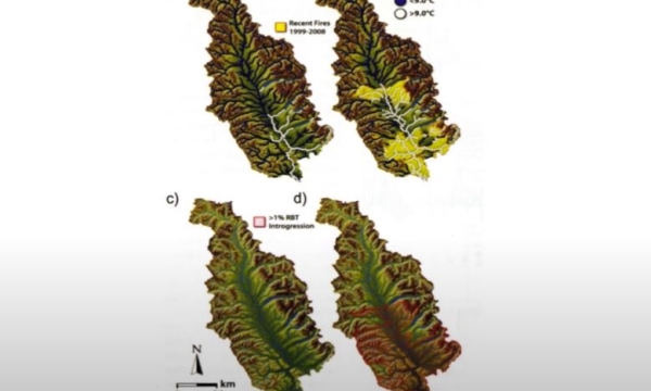 tri-creeks study.JPG