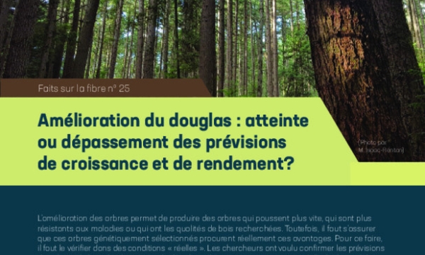 Forest understory