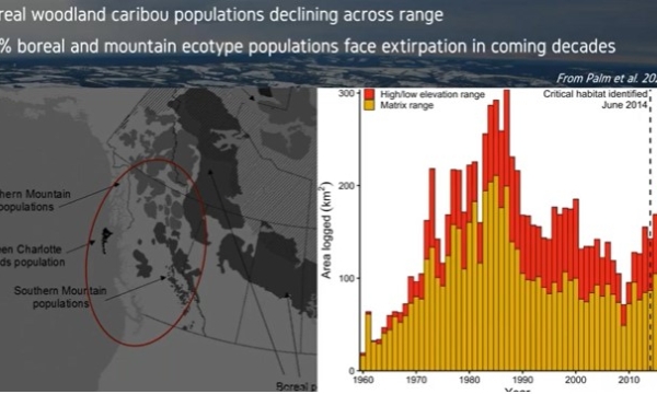 Boreal caribou decline