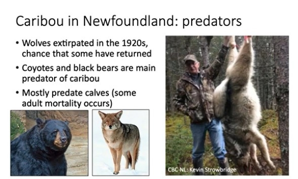 Caribou predators in NFLD
