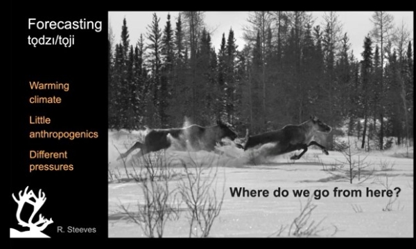 Climate change and caribou habitat