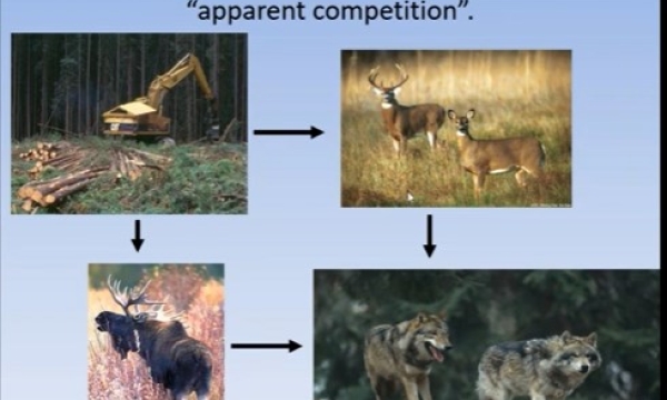 Forestry effects on wildlife competition
