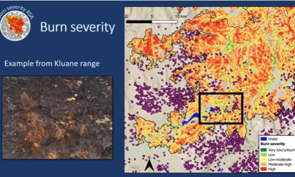 Kluane fire severity