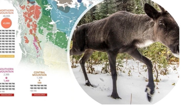 Mountain caribou numbers