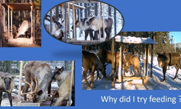Supplemental feeding of caribou