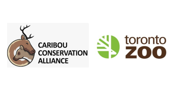 Image shows two logos - the logo of the Caribou Conservation Alliance and of the Toronto Zoo