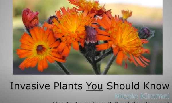 kimmel invasive plants