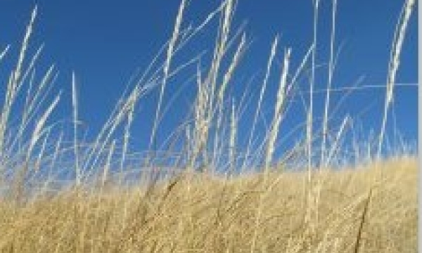 SALMTEC vegetation course