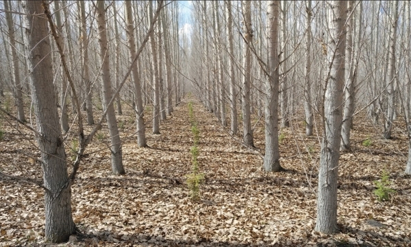 Afforestation plantation